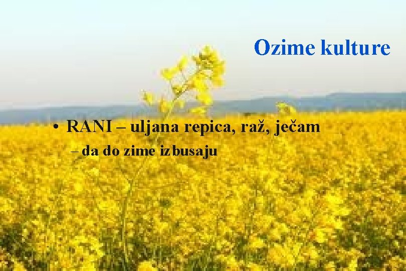 Ozime kulture • RANI – uljana repica, raž, ječam – da do zime izbusaju