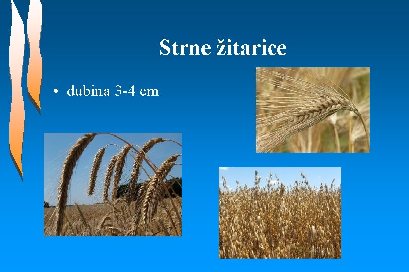 Strne žitarice • dubina 3 -4 cm 