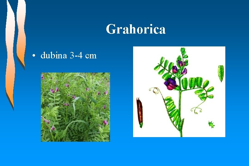 Grahorica • dubina 3 -4 cm 