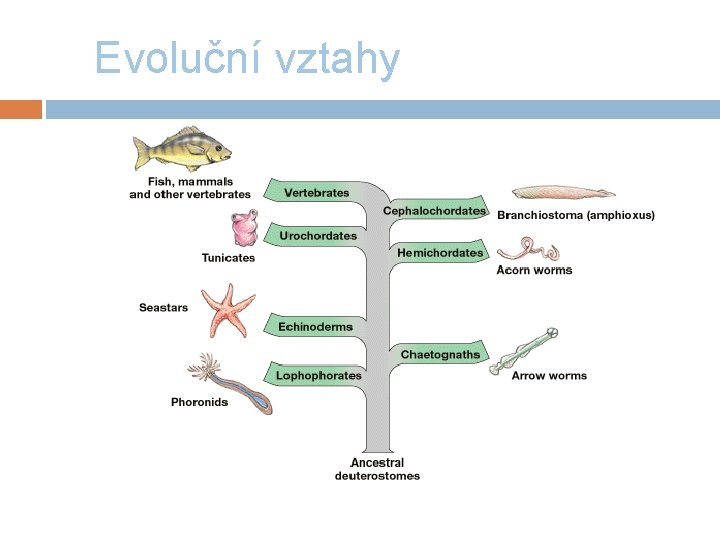 Evoluční vztahy 