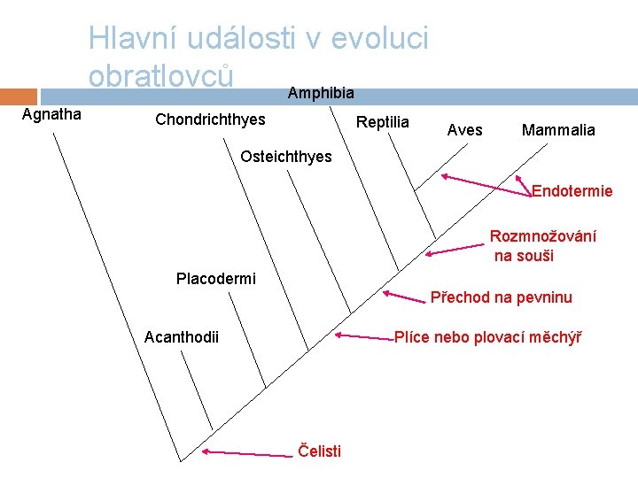 Hlavní události v evoluci obratlovců Amphibia Agnatha Chondrichthyes Reptilia Aves Mammalia Osteichthyes Endotermie Rozmnožování