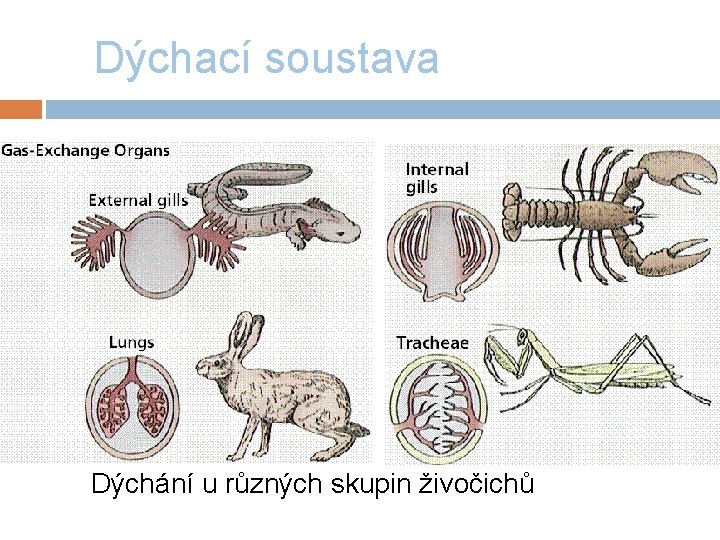 Dýchací soustava Dýchání u různých skupin živočichů 