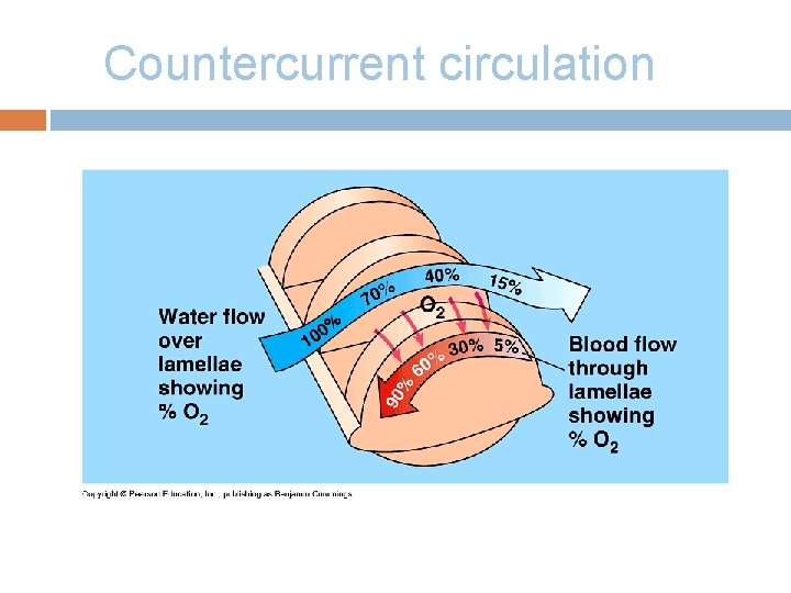 Countercurrent circulation 
