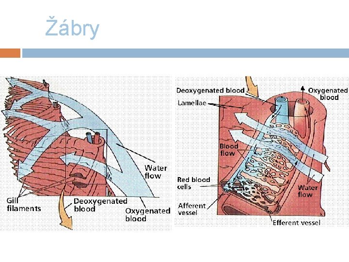 Žábry 