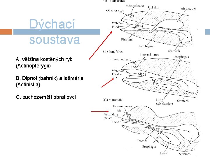 Dýchací soustava A. většina kostěných ryb (Actinopterygii) B. Dipnoi (bahník) a latimérie (Actinistia) C.