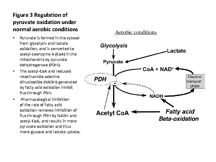 Figure 3 Regulation of pyruvate oxidation under normal aerobic conditions • • • Pyruvate