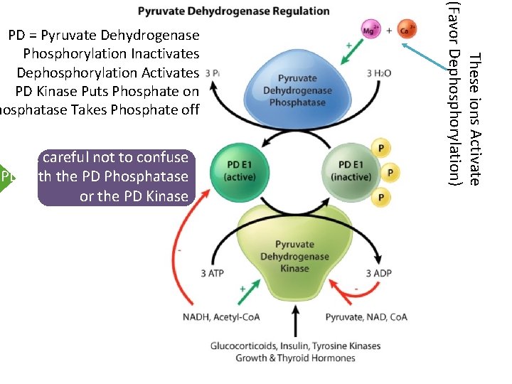 Be careful not to confuse PD with the PD Phosphatase or the PD Kinase