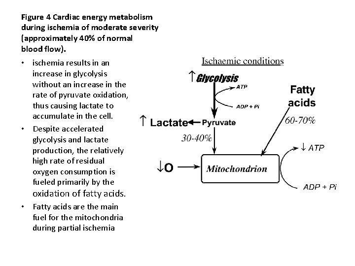 Figure 4 Cardiac energy metabolism during ischemia of moderate severity (approximately 40% of normal