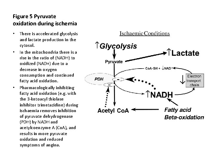 Figure 5 Pyruvate oxidation during ischemia • • • There is accelerated glycolysis and