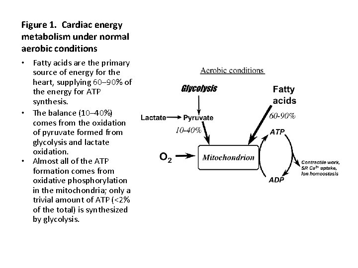 Figure 1. Cardiac energy metabolism under normal aerobic conditions • Fatty acids are the