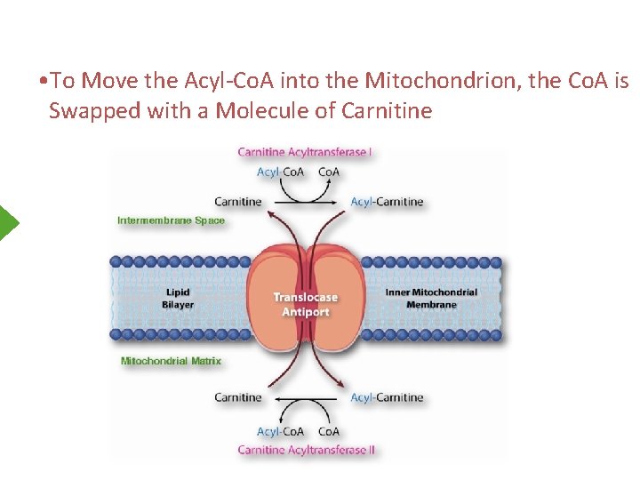  • To Move the Acyl-Co. A into the Mitochondrion, the Co. A is