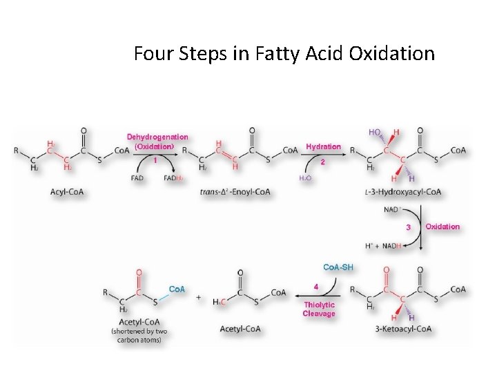 Four Steps in Fatty Acid Oxidation 