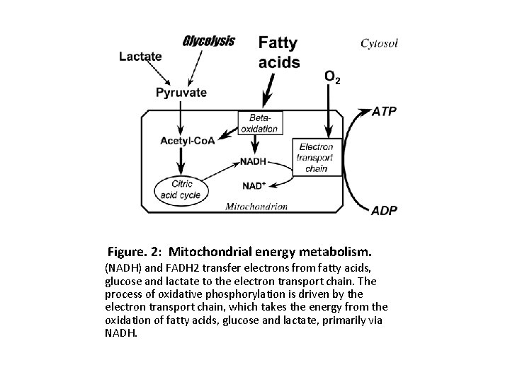 Figure. 2: Mitochondrial energy metabolism. (NADH) and FADH 2 transfer electrons from fatty acids,