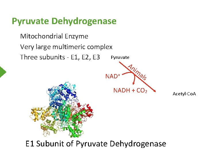 Pyruvate Dehydrogenase Mitochondrial Enzyme Very large multimeric complex Three subunits - E 1, E