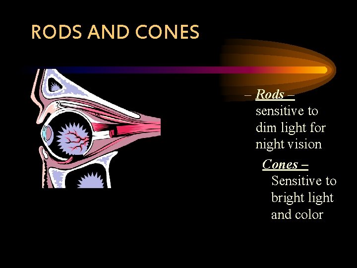 RODS AND CONES – Rods – sensitive to dim light for night vision Cones