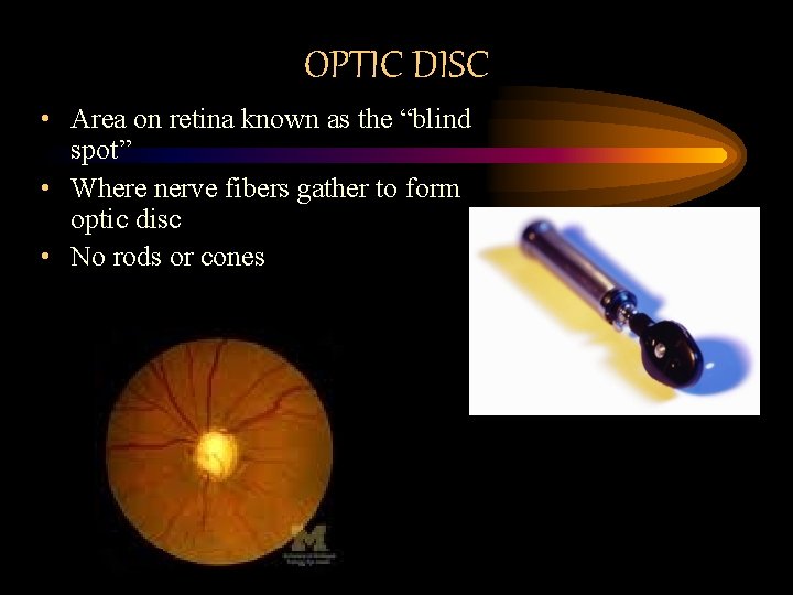 OPTIC DISC • Area on retina known as the “blind spot” • Where nerve