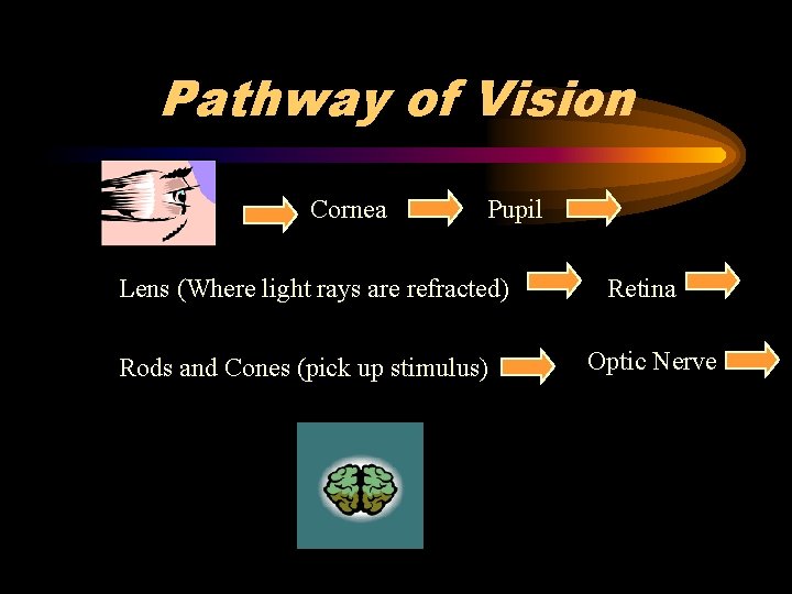 Pathway of Vision Cornea Pupil Lens (Where light rays are refracted) Rods and Cones