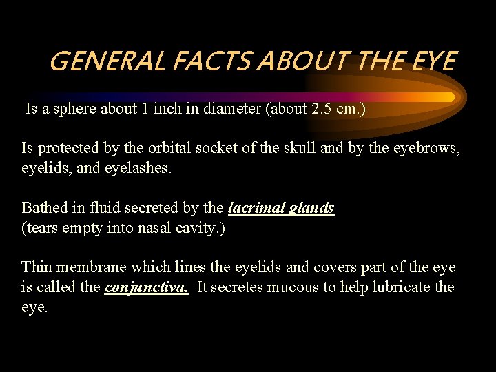 GENERAL FACTS ABOUT THE EYE Is a sphere about 1 inch in diameter (about