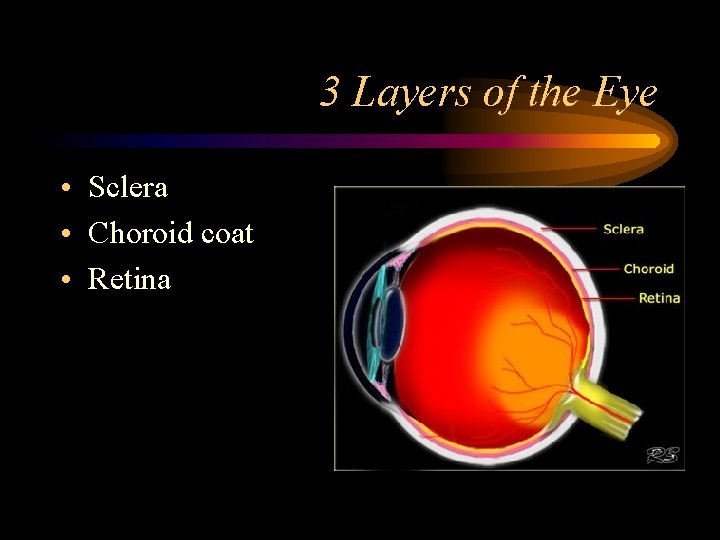 3 Layers of the Eye • Sclera • Choroid coat • Retina 