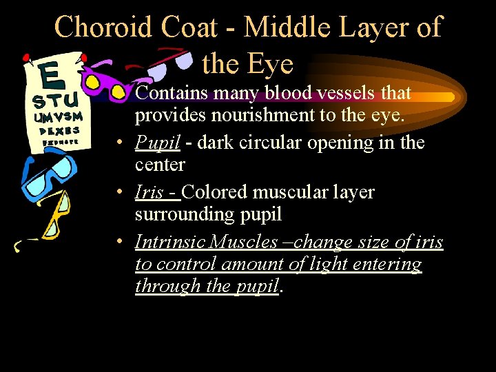 Choroid Coat - Middle Layer of the Eye • Contains many blood vessels that