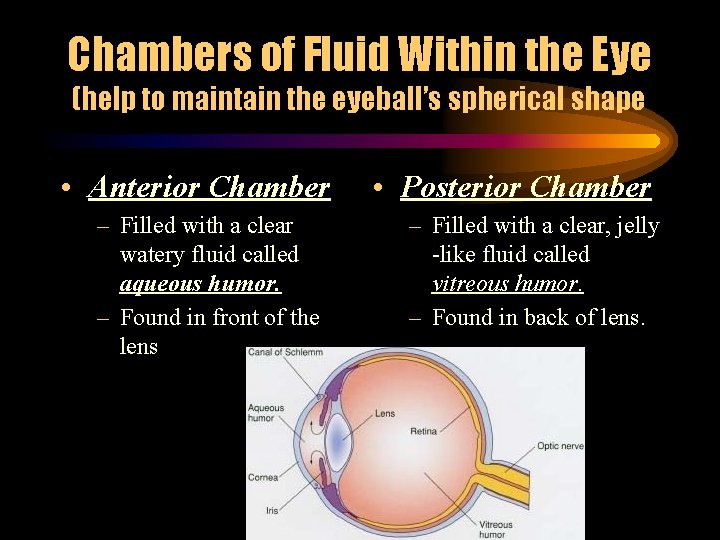 Chambers of Fluid Within the Eye (help to maintain the eyeball’s spherical shape •