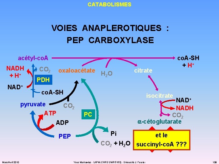 CATABOLISMES VOIES ANAPLEROTIQUES : PEP CARBOXYLASE acétyl-co. A NADH + H+ NAD+ CO 2