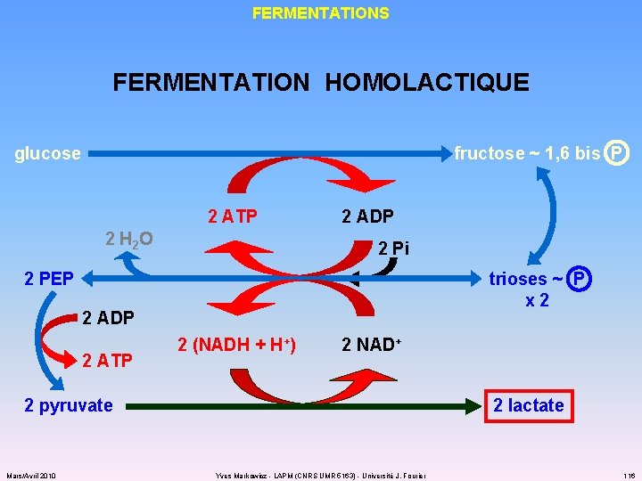 FERMENTATIONS FERMENTATION HOMOLACTIQUE glucose fructose ~ 1, 6 bis P 2 ATP 2 H