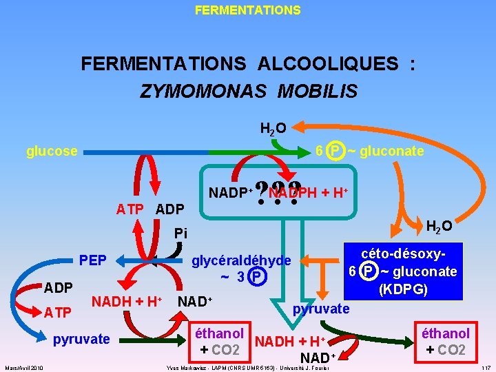 FERMENTATIONS ALCOOLIQUES : ZYMOMONAS MOBILIS H 2 O 6 P ~ gluconate glucose ?