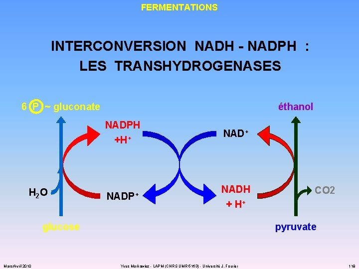 FERMENTATIONS INTERCONVERSION NADH - NADPH : LES TRANSHYDROGENASES éthanol 6 P ~ gluconate H