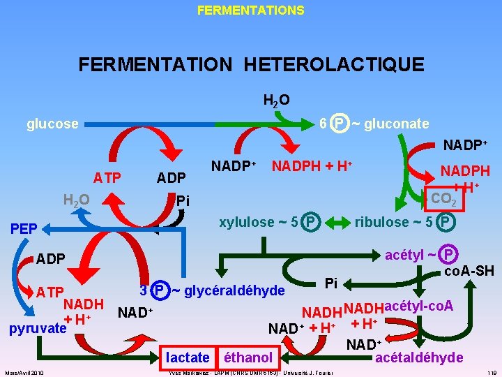 FERMENTATIONS FERMENTATION HETEROLACTIQUE H 2 O glucose 6 P ~ gluconate NADP+ ATP H