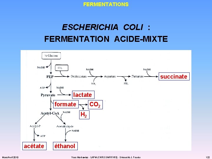 FERMENTATIONS ESCHERICHIA COLI : FERMENTATION ACIDE-MIXTE succinate lactate formate CO 2 H 2 acétate