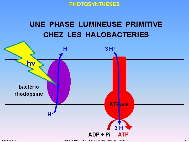 PHOTOSYNTHESES UNE PHASE LUMINEUSE PRIMITIVE CHEZ LES HALOBACTERIES H+ 3 H+ hn bactério rhodopsine