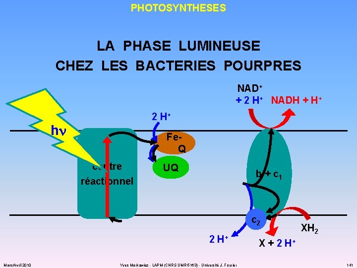 PHOTOSYNTHESES LA PHASE LUMINEUSE CHEZ LES BACTERIES POURPRES NAD+ + 2 H+ NADH +