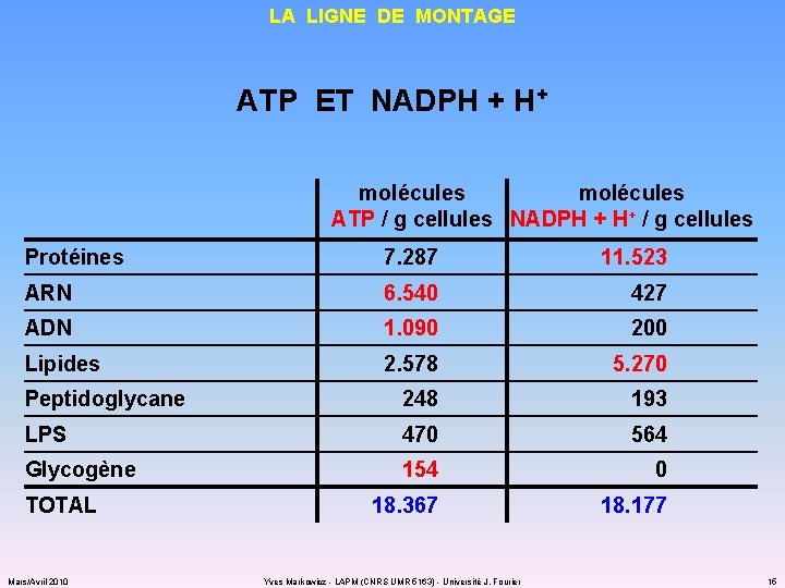LA LIGNE DE MONTAGE ATP ET NADPH + H+ molécules ATP / g cellules