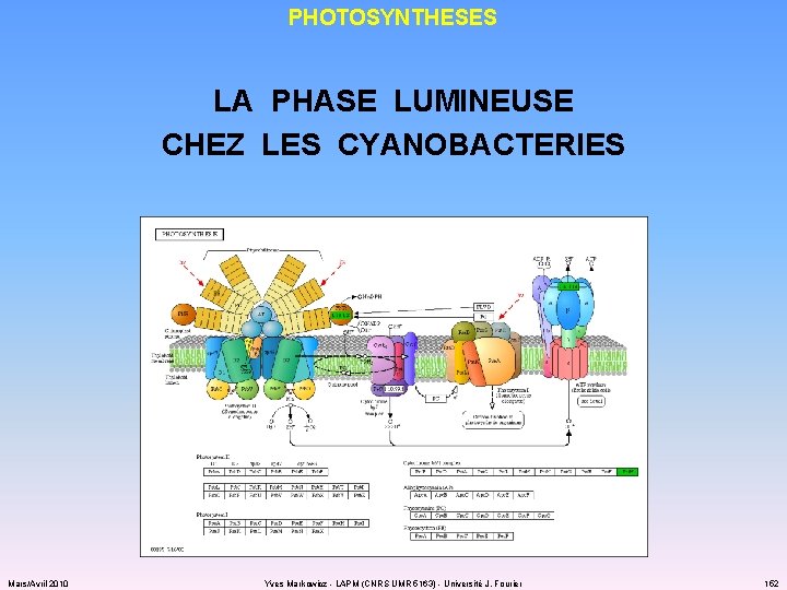 PHOTOSYNTHESES LA PHASE LUMINEUSE CHEZ LES CYANOBACTERIES Mars/Avril 2010 Yves Markowicz - LAPM (CNRS