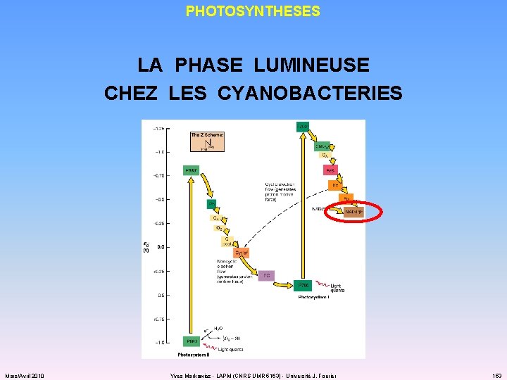 PHOTOSYNTHESES LA PHASE LUMINEUSE CHEZ LES CYANOBACTERIES Mars/Avril 2010 Yves Markowicz - LAPM (CNRS