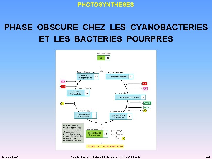 PHOTOSYNTHESES PHASE OBSCURE CHEZ LES CYANOBACTERIES ET LES BACTERIES POURPRES Mars/Avril 2010 Yves Markowicz