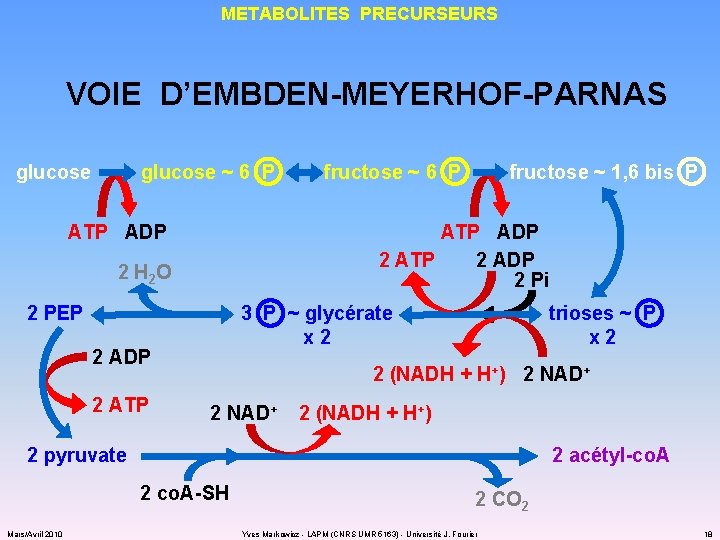 METABOLITES PRECURSEURS VOIE D’EMBDEN-MEYERHOF-PARNAS glucose ~ 6 P ATP ADP fructose ~ 1, 6