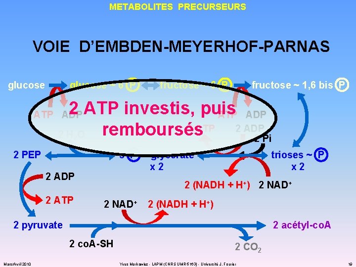METABOLITES PRECURSEURS VOIE D’EMBDEN-MEYERHOF-PARNAS glucose ~ 6 P fructose ~ 1, 6 bis P