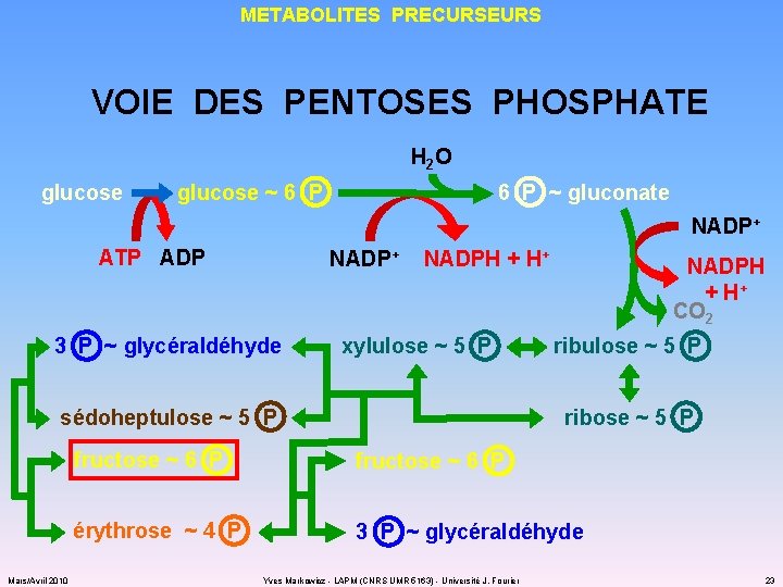 METABOLITES PRECURSEURS VOIE DES PENTOSES PHOSPHATE H 2 O glucose ~ 6 P ~