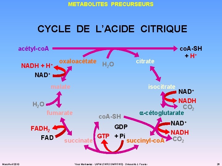 METABOLITES PRECURSEURS CYCLE DE L’ACIDE CITRIQUE acétyl-co. A NADH + H+ oxaloacétate H O