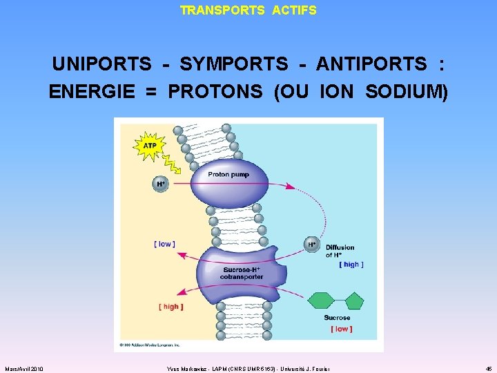 TRANSPORTS ACTIFS UNIPORTS - SYMPORTS - ANTIPORTS : ENERGIE = PROTONS (OU ION SODIUM)