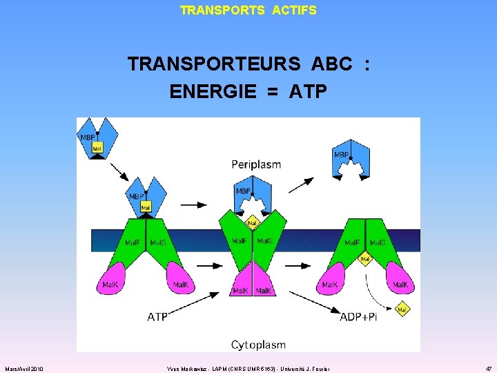 TRANSPORTS ACTIFS TRANSPORTEURS ABC : ENERGIE = ATP Mars/Avril 2010 Yves Markowicz - LAPM