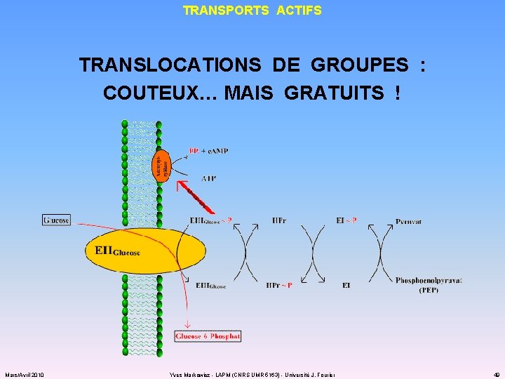 TRANSPORTS ACTIFS TRANSLOCATIONS DE GROUPES : COUTEUX… MAIS GRATUITS ! Mars/Avril 2010 Yves Markowicz