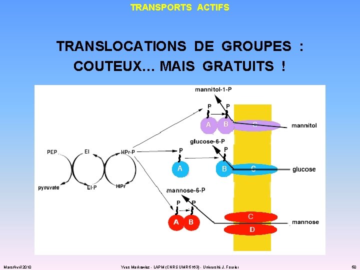 TRANSPORTS ACTIFS TRANSLOCATIONS DE GROUPES : COUTEUX… MAIS GRATUITS ! Mars/Avril 2010 Yves Markowicz