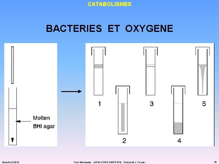 CATABOLISMES BACTERIES ET OXYGENE Mars/Avril 2010 Yves Markowicz - LAPM (CNRS UMR 5163) -