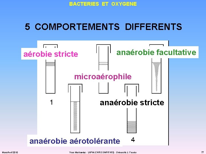 BACTERIES ET OXYGENE 5 COMPORTEMENTS DIFFERENTS aérobie stricte anaérobie facultative microaérophile anaérobie stricte anaérobie