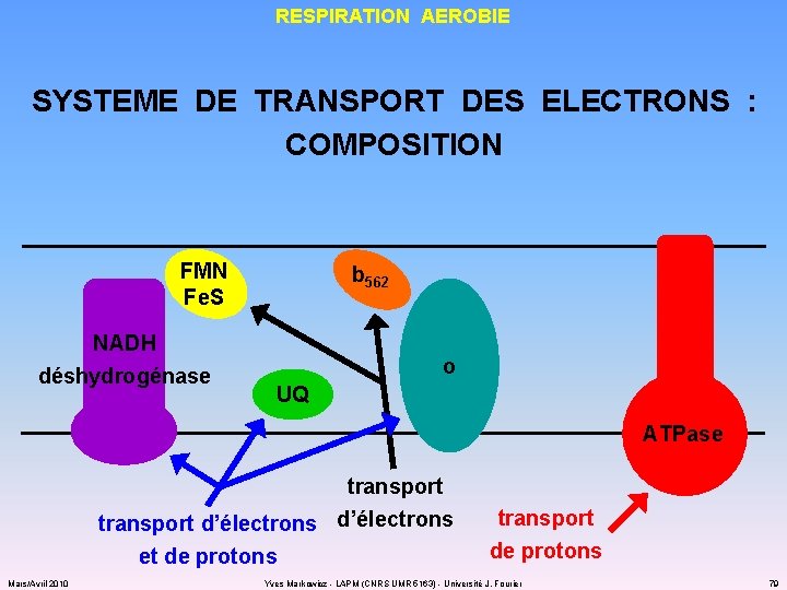 RESPIRATION AEROBIE SYSTEME DE TRANSPORT DES ELECTRONS : COMPOSITION FMN Fe. S NADH déshydrogénase