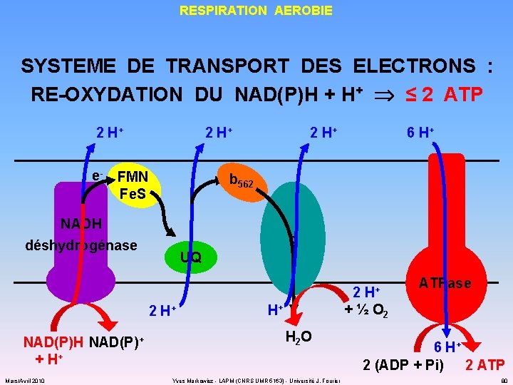 RESPIRATION AEROBIE SYSTEME DE TRANSPORT DES ELECTRONS : RE-OXYDATION DU NAD(P)H + H+ ≤