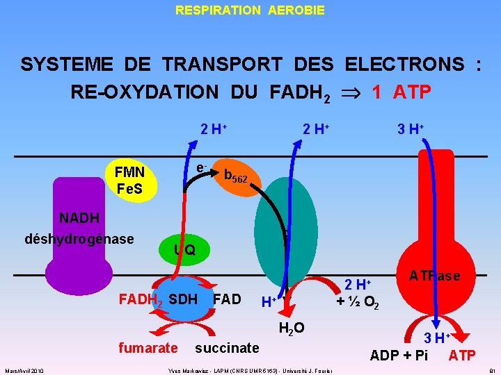 RESPIRATION AEROBIE SYSTEME DE TRANSPORT DES ELECTRONS : RE-OXYDATION DU FADH 2 1 ATP